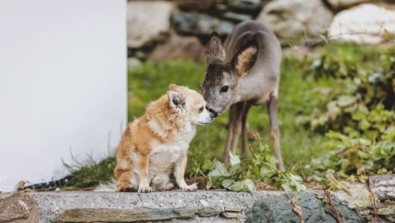 Nicht nur mit Nachbarshund Angel versteht sich das Kitz prima. (Bild: EXPA/ JFK)