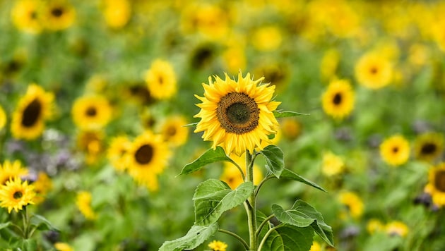 Die Sonnenblume steht im Zentrum des vom Lebensmittelcluster der Standortagentur Business Upper Austria begleiteten Projekts namens SUN. (Bild: Markus Wenzel)