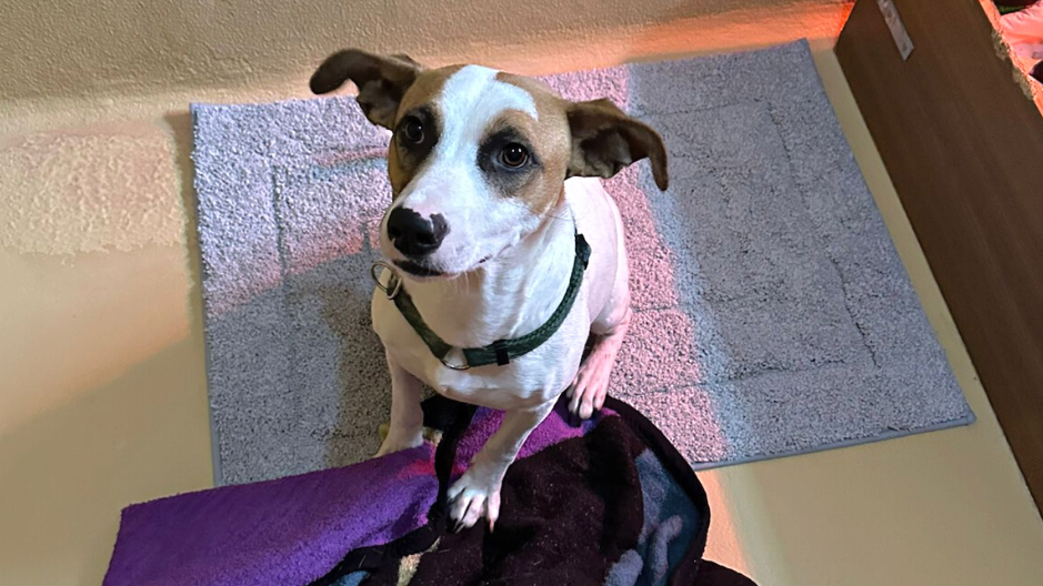 Die trächtige „Lola“ wurde gerettet und hofft nun auf Besitzer, die sich dessen bewusst sind, dass man Hunde nicht aus dem Kofferraum am Parkplatz kauft. (Bild: Tierschutz Austria)