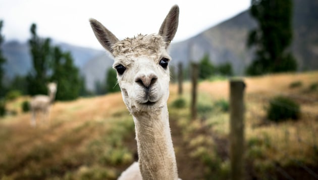 Lamas sind in Elixhausen auf der Straße herumgerannt. (Bild: Chopard)