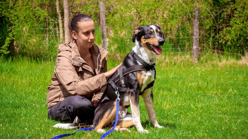 Die ganze Leidensgeschichte von Straßenhund Enzo und seine Fortschritte im deutschen Hundezentrum kann man über die Homepage des Kärntner Tierschutzkompetenzzentrums mitverfolgen: tiko.or.at (Bild: Tiko)