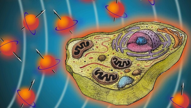 Illustration zum Thema Quantenbiologie: Wasserstoffatome und tierische Zelle. (Bild: Fabian Oswald)