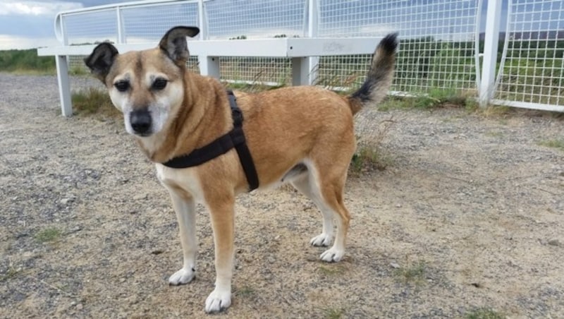 Mischlingshündin Frieda ist seit Juli in Oberkärnten unterwegs. (Bild: zVg)