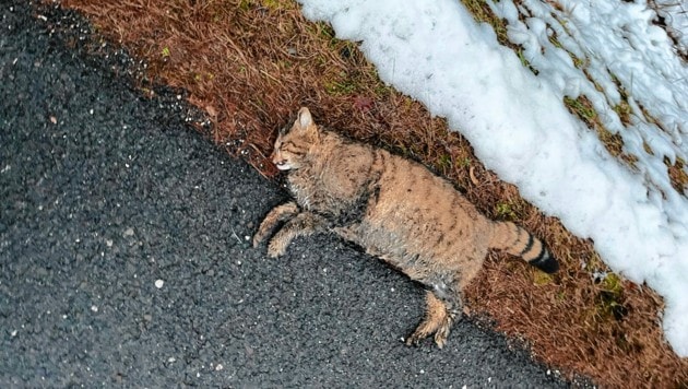 Nachdem sie von einem Pkw und einem Transporter erfasst wurde, blieb die Wildkatze am Straßenrand liegen. (Bild: Peter Hebein, Krone KREATIV)