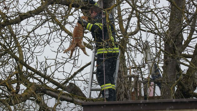 Der Feuerwehrmann holte die Katze vom Baum in Wels. (Bild: laumat.at/Matthias Lauber)