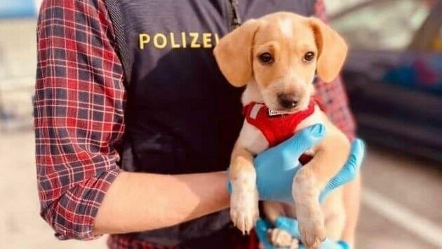 Die Beamten retteten den Hund vor dem Verkauf auf einem Firmenparkplatz (Bild: Polizei Salzburg)