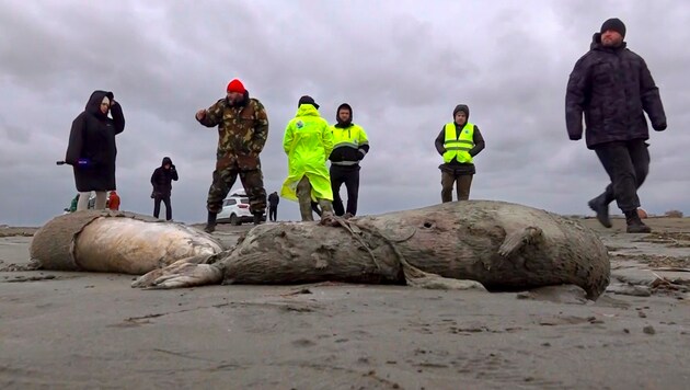 Kaspische Robben sind ohnehin schon vom Aussterben bedroht - zahlreiche nun aufgefundene tote Tiere stellen Experten jetzt vor Rätsel. (Bild: RU-RTR Russian Television via AP)
