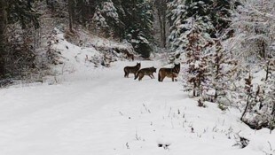 La manada de lobos estaba a casi 30 metros de los carintios.  La mujer logró fotografiar a los animales.  (Imagen: zVg)