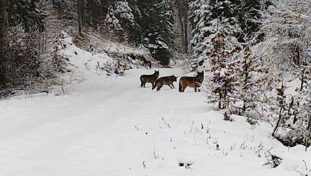 Das Wolfsrudel war knapp 30 Meter von den Kärntnern entfernt. Der Frau gelang es, die Tiere zu fotografieren. (Bild: zVg)