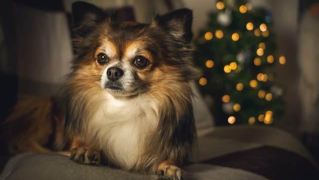 Unter dem Weihnachtsbaum sollte kein Tier als unüberlegtes, ungeplantes Geschenk sitzen! (Bild: Pixabay)