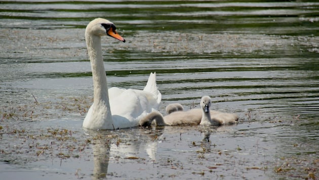 Der Schwan wurde mit Futter angelockt und eingefangen. (Bild: bettina sampl - stock.adobe.com)