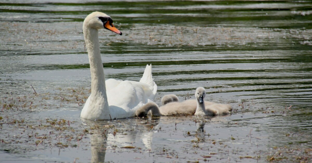 Serial offenders at work? – Swanslayer cut off both wings of cub ...