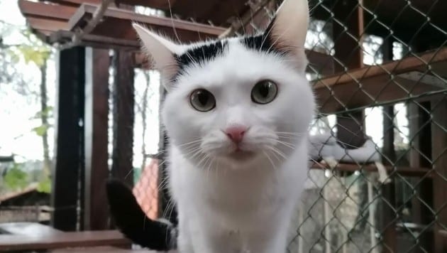 Gemeinsam mit einer schwarzen Kätzin, wurde diese weiß-schwarze Katze in die Tierklappe beim Garten Eden in Klagenfurt gesteckt. (Bild: Tierheim Garten Eden)