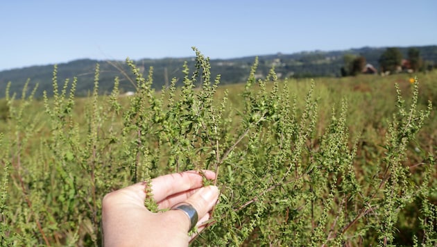 Das invasive Ragweed ruft starke allergische Reaktionen hervor und breitet sich rasant aus. (Bild: Evelyn Hronek)