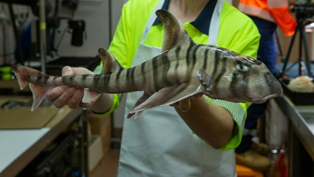 Eine bisher unbekannte Hai-Art (Bild) haben Forscher vor der Westküste von Australien entdeckt. (Bild: CSIRO/Frederique Olivier)