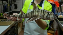 Eine bisher unbekannte Hai-Art (Bild) haben Forscher vor der Westküste von Australien entdeckt. (Bild: CSIRO/Frederique Olivier)