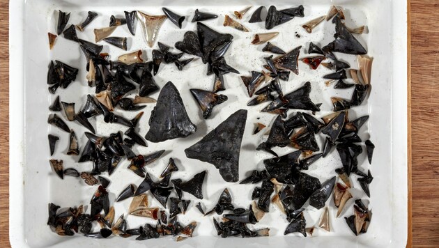 Mit einem Schleppnetz holten die Wissenschaftler mehr als 750 versteinerte Haifischzähne, die eine Reihe von Arten repräsentieren, aus dem Indischen Ozean. (Bild: Museums Victoria/Benjamin Healley)