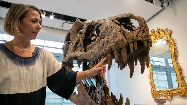 Der Schädel eines Tyrannosaurus rex kam beim Auktionshaus Sotheby‘s unter den Hammer. (Bild: Associated Press)
