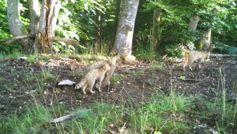 Wildkatzen leben wieder in Niederösterreich - Jungtiere wurden in der Wachau abgelichtet (Bild: Peter Gerngross)