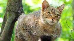 Das scheue Wildtier verbirgt sich in heimischen Wäldern (Bild: Gabriele Moser )