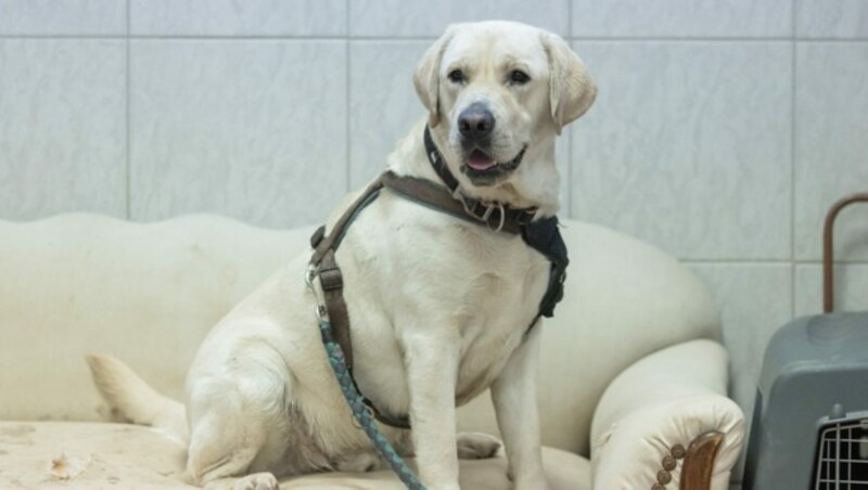 Odin ist ein wunderschöner Labrador Rüde. (Bild: Tierschutz Austria)