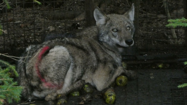 Dieser gekennzeichnete Wolf, der in St. Georgen/Walde gleich zweimal in eine Falle ging, ist „untergetaucht“. (Bild: Jagdkonsortium St. Georgen am Walde)