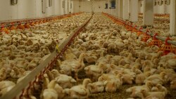 60.000 Hühner werden in der Halle in der Südoststeiermark gemästet. (Bild: VGT.at)