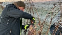 In Deutschkreutz hatte es über mehrere Stunden Minusgrade, sodass die Trauben gefrieren konnten. (Bild: Weingut Gsellmann)