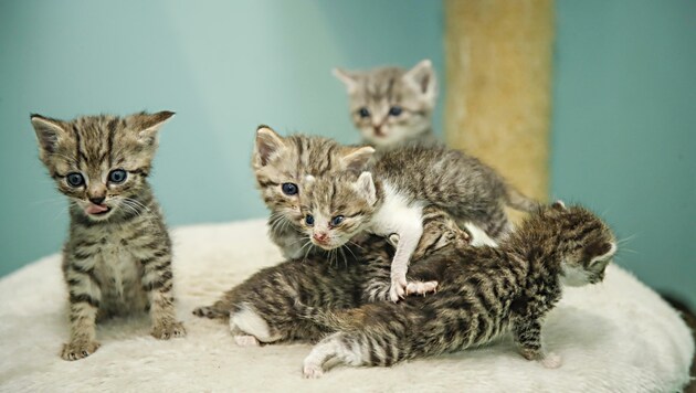 Laut dem Angeklagten sind die jungen Kätzchen ausgebüxt. (Bild: MARKUS TSCHEPP)