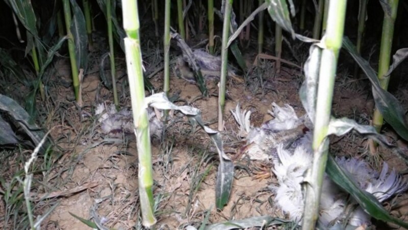 Tote Tiere fanden sich im Acker... (Bild: VGT)