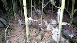 Tote Tiere wurden im Maisacker gefunden (Bild: VGT)