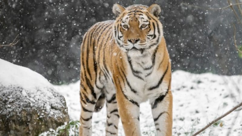 Ein Sibirischer Tiger im Tiergarten Schönbrunn (Bild: APA/DANIEL ZUPANC)