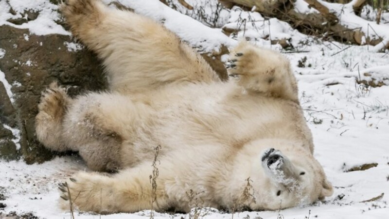 Seinen Wunsch nach schweren Waffen begründet Hering-Hagenbeck auch damit, dass Tierrrechtsaktivisten im Tiergarten Nürnberg im März 2000 die Eisbärengehege öffneten. (Bild: Daniel Zupanc)