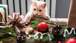 Speziell Katzen können Bändern, Lametta oder Girlanden nicht widerstehen. (Bild: HBS/stock.adobe.com)