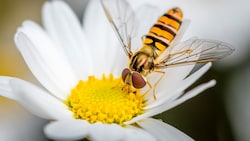 Viele Insektenarten sind bedroht. Das hat Folgen für die Bestäubung und damit auch für den Menschen. (Bild: Marc Goldman - stock.adobe.com)