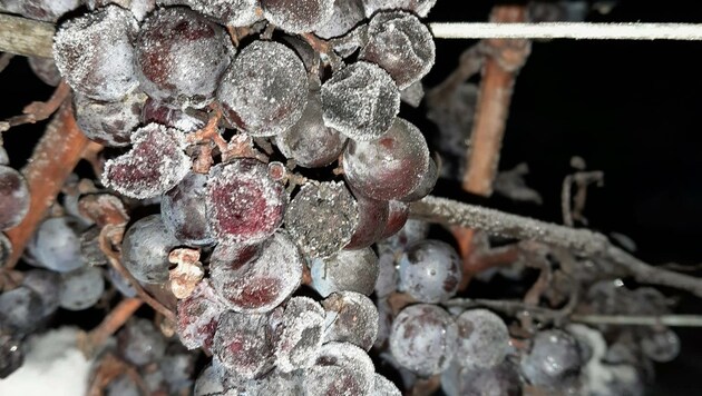 uf die vergangenen Nächte haben Winzer gewartet:Sobald es 10 Grad unter null hat, pflückt man die letzten gefrorenen Trauben von den Rebstöcken. Ein guter Eiswein ist Ehre und Karriereturbo zugleich (Bild: zVg)