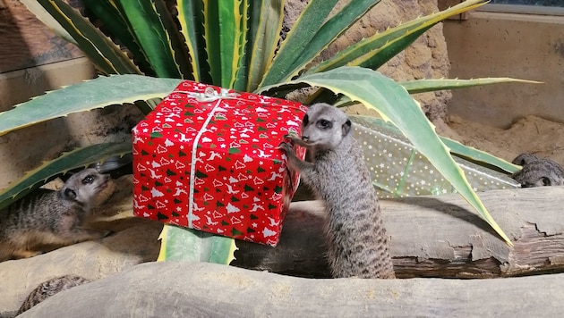 Das Erdmännchen kann es kaum mehr erwarten, das tolle Paket aufzubeißen! (Bild: Zoo Linz)