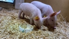 „Hope“ und „Hayley“ im Tierschutzhaus. (Bild: Tierschutz Austria)