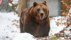 Restaurantbär „Mark“ lebt im Waldviertel sichtlich auf. (Bild: GEORG MAYER)