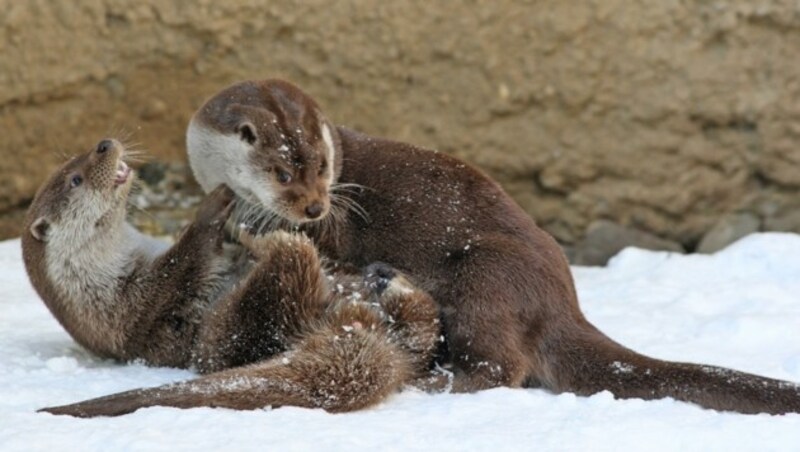 (Bild: © Zoo Salzburg)