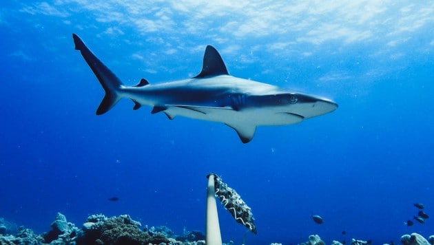 20 Prozent von rund 6000 untersuchten Arten im Mittelmeer sind gefährdet, darunter der Weiße Hai, der Blau- und der Engelshai, Teufels- und Adlerrochen sowie Pott- und Finnwale (Symbolbild). (Bild: AFP)