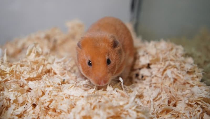 Der Hamster wurde herzlos an einer Bushaltestelle ausgesetzt - wer möchte ihn aufnehmen? (Bild: TierQuarTier)