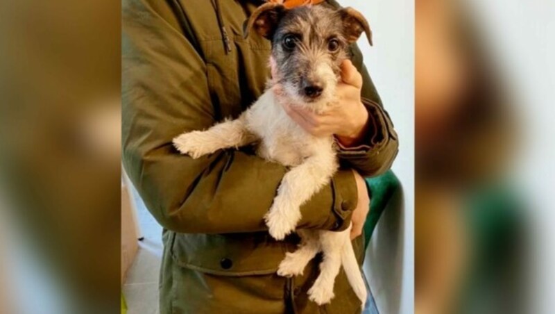 In Salzburg entlaufen - wer vermisst den jungen Terrier? (Bild: privat)