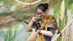 Tierpflegerin Jennifer Gratzl wird von den Totenkopfaffen überschwänglich begrüßt. Ob das an den Leckereien liegt? (Bild: Berger Susi)