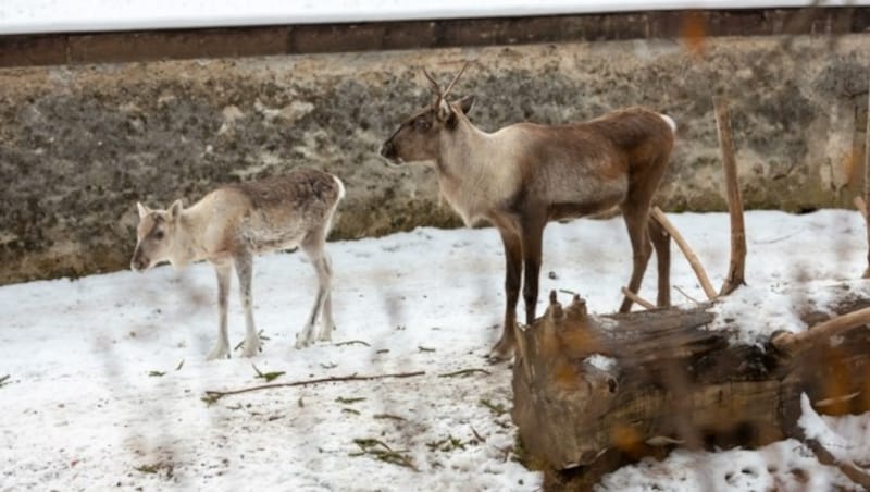 Rentierkalb Bruni verbringt seinen ersten Winter im Salzburger Zoo. (Bild: Berger Susi)