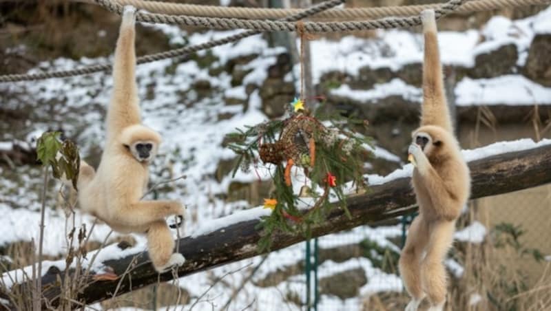 Die Weißhand-Gibbons Maya und Samuk naschen an ihrem Gemüse-Kranz. (Bild: Berger Susi)