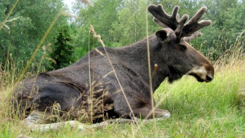 Ein Elch im schwedischen Smaland (Bild: dpa)