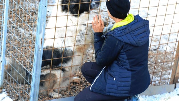 Mit jedem Hund wird individuell gearbeitet, kein Hund ist dauerhaft in den Gehegen eingesperrt. (Bild: Rojsek-Wiedergut Uta)