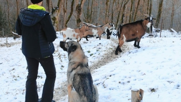 Hündin „Emba“ bei der Arbeit mit den Ziegen. (Bild: Rojsek-Wiedergut Uta)