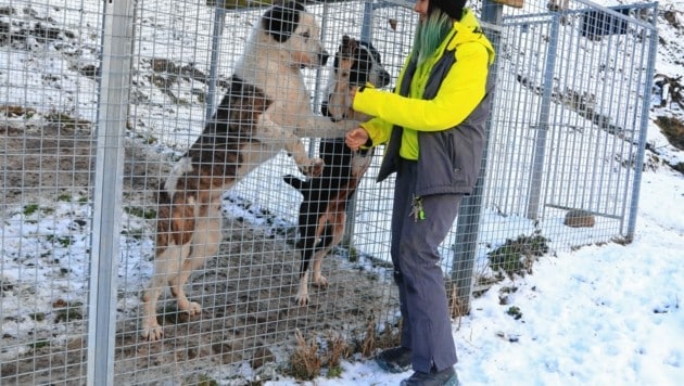 Alle 20 Herdenschutzhunde werden als vollwertige Familienmitglieder behandelt, mit Fachkompetenz versteht sich. (Bild: Rojsek-Wiedergut Uta)